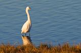 Egret In Golden Light_27599